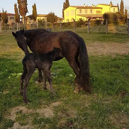 Fattoria Rozzalupi Cerreto Guidi